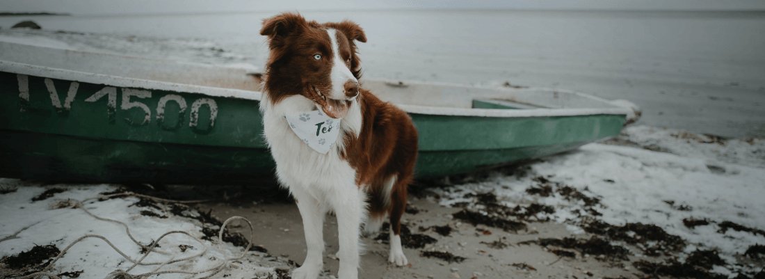 Picture of How to Safely Feed Your Dog Lobster – My Pet Sensitivity