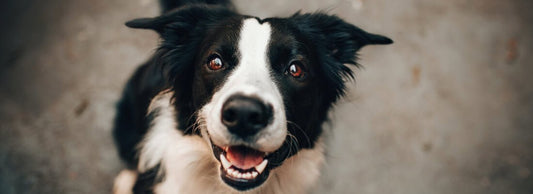 Can Dogs Eat Brussels Sprouts?