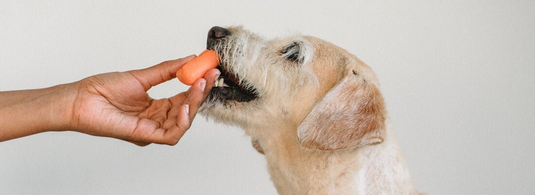 Can Dogs Eat Carrots