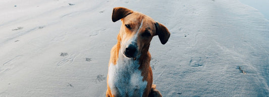 Green Lipped Mussels for Dogs