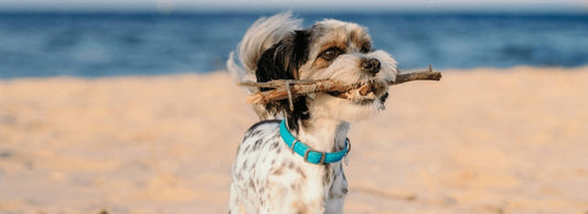 Can Dogs Eat Mackerel